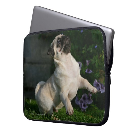 Kitz-Mops-Welpe Laptopschutzhülle (Vorderseite Links)