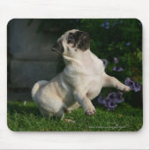 Kitz-Mops-Welpe Mousepad (Vorne)