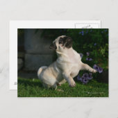 Kitz-Mops-Welpe Postkarte (Vorne/Hinten)