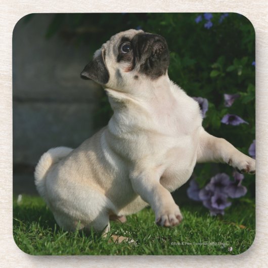 Kitz-Mops-Welpe Untersetzer (Vorderseite)