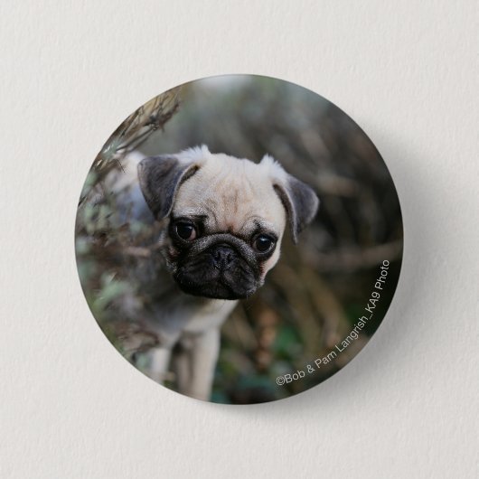 Kitz-Mops-WelpeHeadshot Button (Vorderseite)