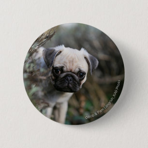 Kitz-Mops-WelpeHeadshot Button