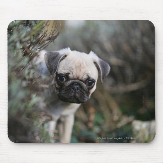 Kitz-Mops-WelpeHeadshot Mousepad (Vorne)