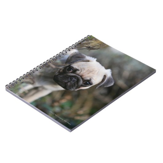 Kitz-Mops-WelpeHeadshot Notizblock (Linke Seite)