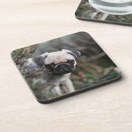 Kitz-Mops-WelpeHeadshot Untersetzer (Linke Seite)