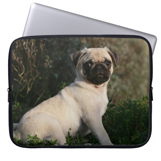 Kitz-Mops-Welpen-Sitzen Laptopschutzhülle (Vorderseite)