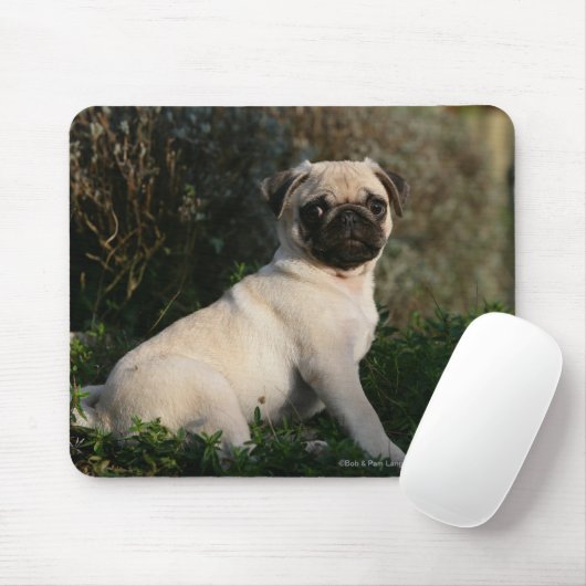 Kitz-Mops-Welpen-Sitzen Mousepad (Mit Mouse)
