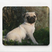 Kitz-Mops-Welpen-Sitzen Mousepad (Vorne)