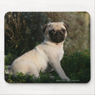 Kitz-Mops-Welpen-Sitzen Mousepad