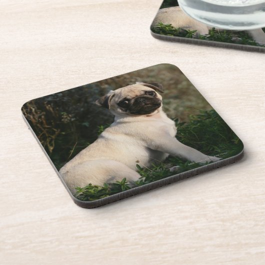 Kitz-Mops-Welpen-Sitzen Untersetzer (Linke Seite)