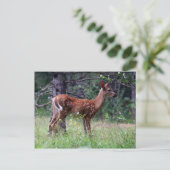 Kitz-Postkarte Postkarte (Stehend Vorderseite)