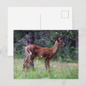 Kitz-Postkarte Postkarte (Vorne/Hinten)