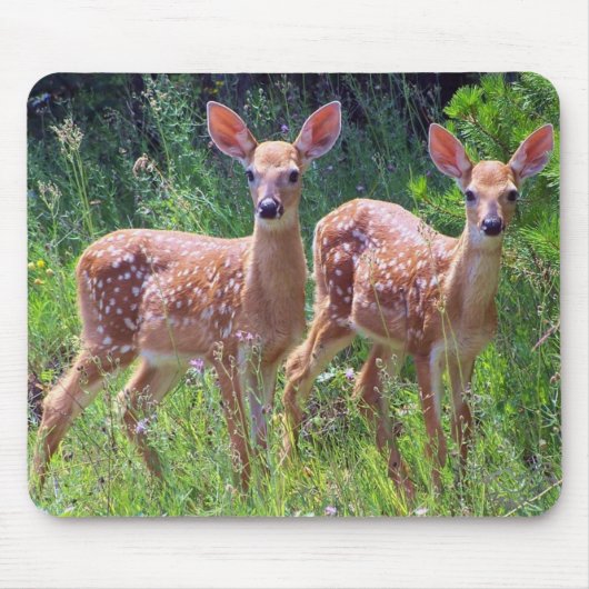 Kitz-Zwillinge im Hawkweed Mousepad (Vorne)