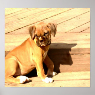 Kitzboxer-Welpensitzen Poster