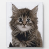 KITZE FOTOPLATTE (Vorderseite)