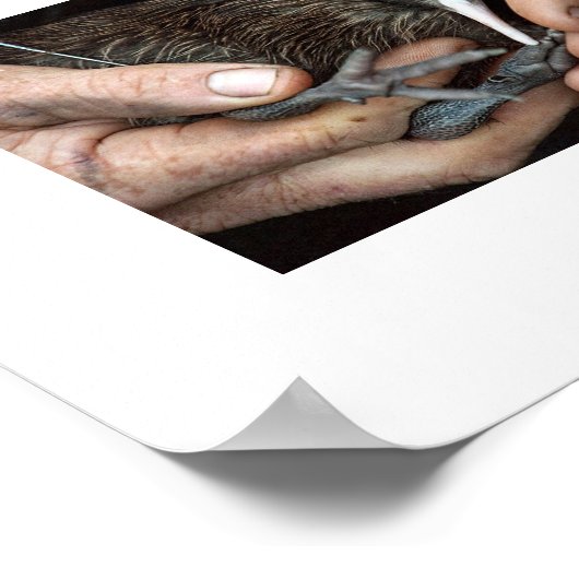 Kiwi Bird in Handplakat Poster (Ecke)