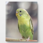 Kiwi Burbell Fotoplatte (Vorderseite)