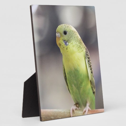 Kiwi Burbell Fotoplatte (Seite)