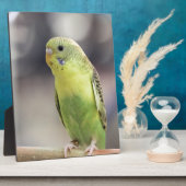 Kiwi Burbell Fotoplatte (Seite)