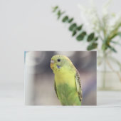 Kiwi Burbell Postkarte (Stehend Vorderseite)