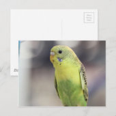Kiwi Burbell Postkarte (Vorne/Hinten)