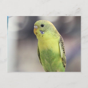 Kiwi Burbell Postkarte