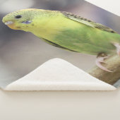 Kiwi Burbell Sherpadecke (3/4)