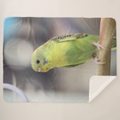 Kiwi Burbell Sherpadecke (Vorderseite (Horizontal))