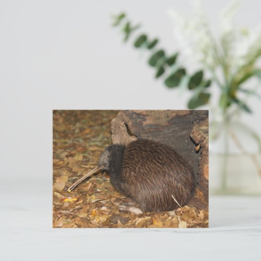 Kiwi Cool im Auckland Zoo Postkarte (Stehend Vorderseite)