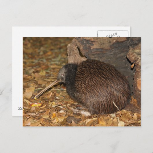 Kiwi Cool im Auckland Zoo Postkarte (Vorne/Hinten)