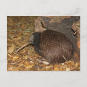 Kiwi Cool im Auckland Zoo Postkarte (Vorderseite)