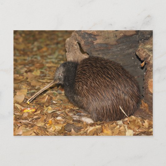 Kiwi Cool im Auckland Zoo Postkarte (Vorderseite)