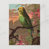 Kiwi, das Parakeet Postkarte (Vorderseite)