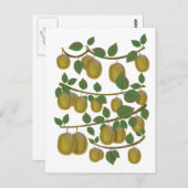 Kiwi Fruit Postkarte (Vorne/Hinten)