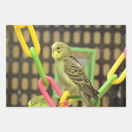 Kiwi Geschenkpapier Set (Vorderseite 2)