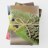Kiwi Geschenkpapier Set (Beispiel)