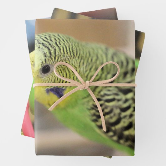 Kiwi Geschenkpapier Set (Beispiel)