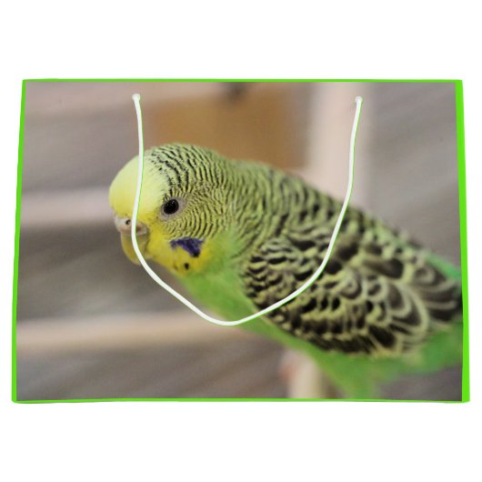 Kiwi Große Geschenktüte (Vorderseite)