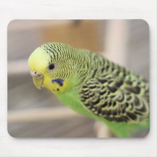 Kiwi Mousepad (Vorne)