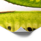 Kiwi Obstschnitt Poster (Ecke)