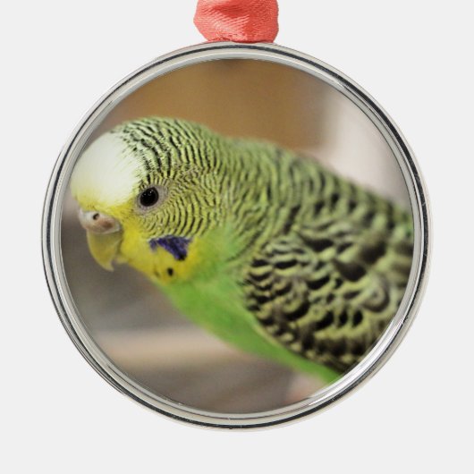 Kiwi Ornament Aus Metall (Vorne)