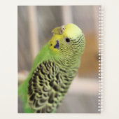 Kiwi Planer (Rückseite)