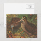 Kiwi Postkarte (Vorne/Hinten)
