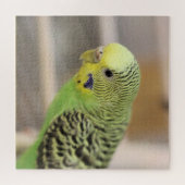 Kiwi Puzzle (Horizontal)