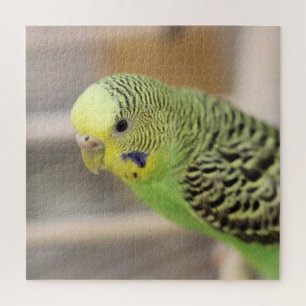Kiwi Puzzle