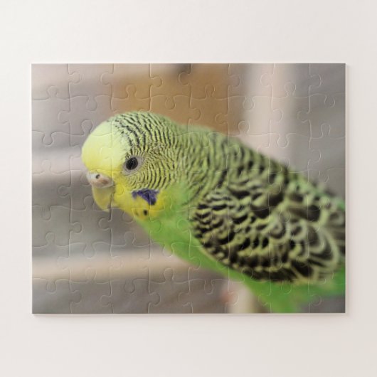 Kiwi Puzzle (Horizontal)