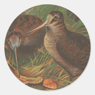Kiwi Runder Aufkleber