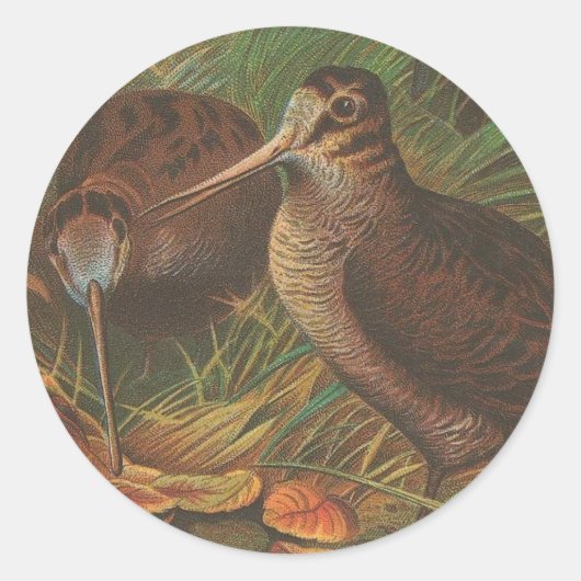 Kiwi Runder Aufkleber (Vorderseite)