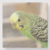 Kiwi Steinuntersetzer (Vorderseite)