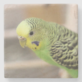 Kiwi Steinuntersetzer